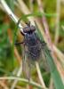 Helina evecta
